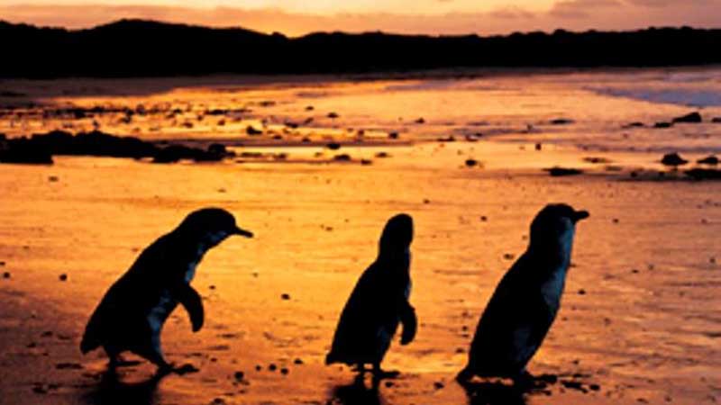 The famous penguin parade will lure you to the island but the Phillip Island Tour with Oceania Tours will allow you to discover so much more, including: Moonlit Sanctuary, the Nobbies, Woolamai Surf beach (time permitting) and of course, the island’s black tie gala event: the Penguin Parade.